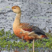 Lesser Whistling-Duck